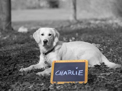 CHARLIE, Begleitpersonal