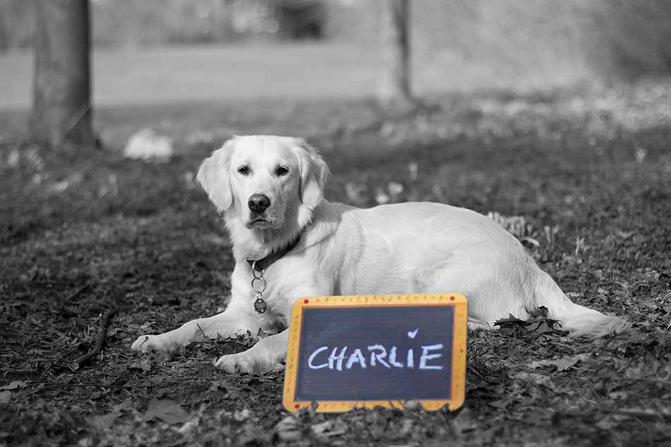 CHARLIE, Begleitpersonal