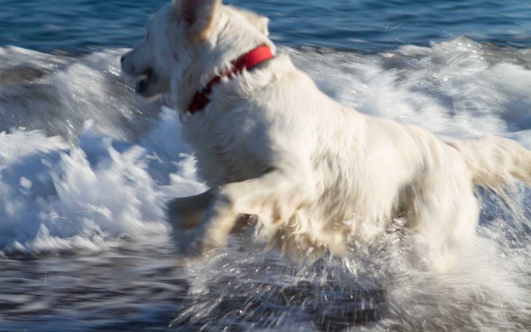 Achtung: An alle im Mittelmeerraum Reisenden mit Hund